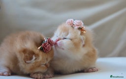 British Shorthair cats for sale: Golden Kittens - Ready December - Reg & Licensed - Image 5