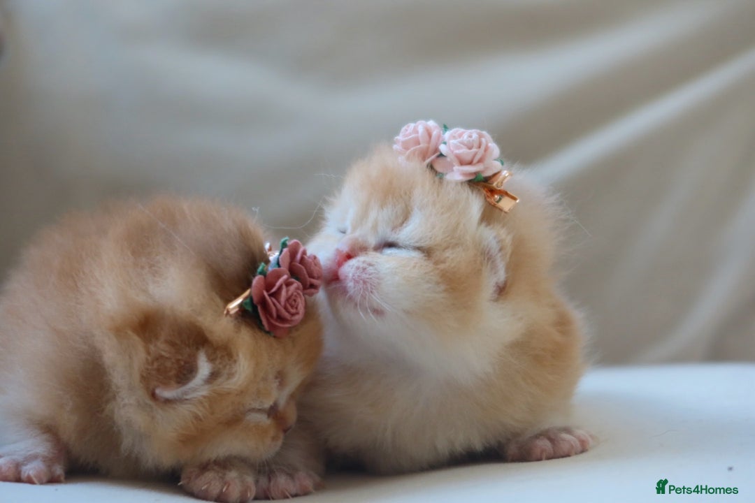 British Shorthair cats for sale: Golden Kittens - Ready December - Reg & Licensed - Image 5