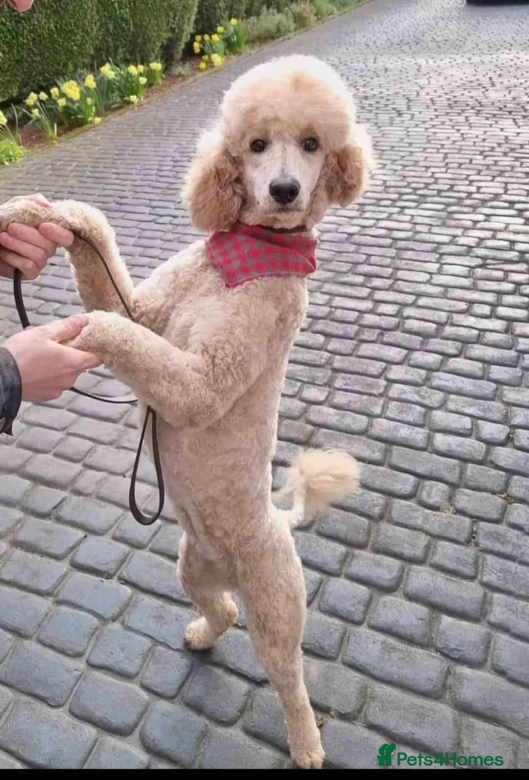 Standard Poodle dogs Cindy, Rehoming due to downsizing  - Advert 1