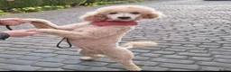 Standard Poodle dogs for sale: Cindy, Rehoming due to downsizing  - Advert 1