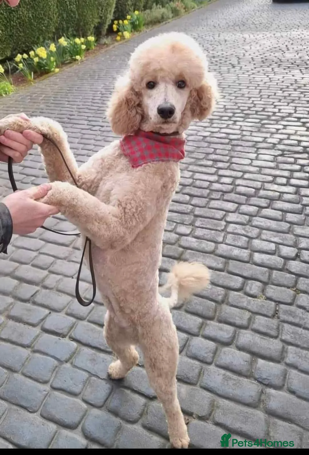 Standard Poodle dogs for sale: Cindy, Rehoming due to downsizing  - Advert 1