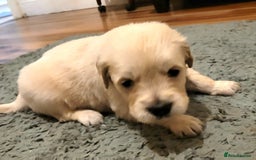 Golden Retriever dogs for sale: Golden Retriever - Advert 8