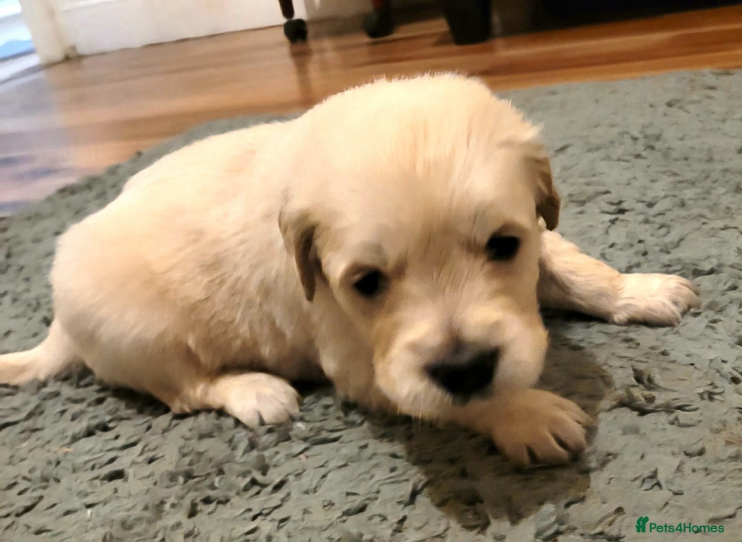 Golden Retriever dogs for sale: Golden Retriever - Advert 8