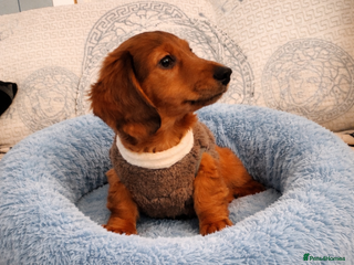 Miniature Dachshund dogs Miniature long haired daschunds - Advert 10