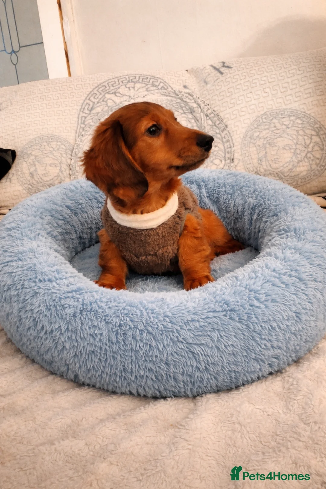 Miniature Dachshund dogs for sale: Miniature long haired daschunds  - Advert 1
