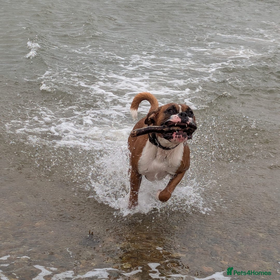 Boxer dogs for sale: Adorable Cooper - Image 5