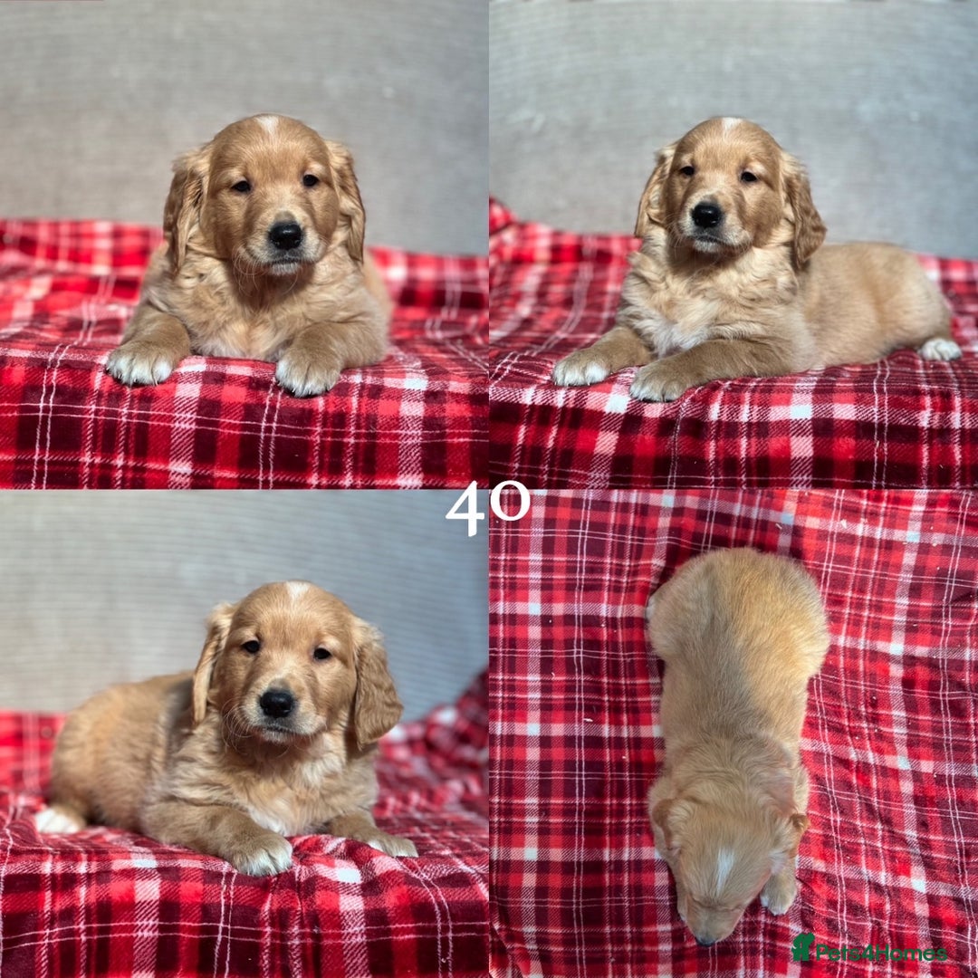 Golden Retriever dogs for sale: STUNNING GOLDEN RETRIEVER PUPPIES READY NOW - Image 18