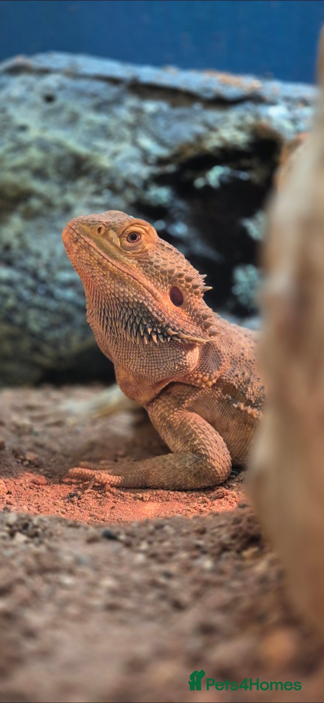 Bearded Dragon reptiles for sale: Full breeding setup  - Image 3
