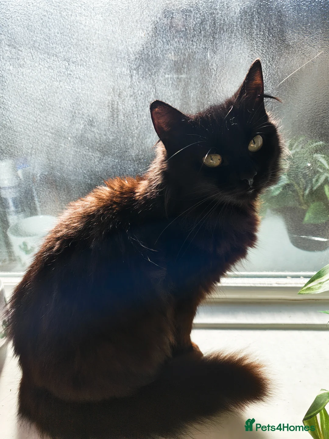 Mixed Breed cats for sale: Moggie Kittens  in Burnley - Advert 1