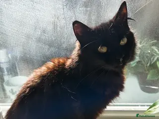 Mixed Breed cats Moggie Kittens - Advert 1