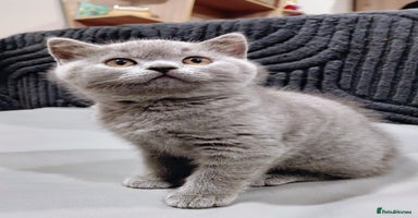 British Shorthair cats - Advert 10