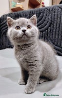 British Shorthair cats - Advert 10