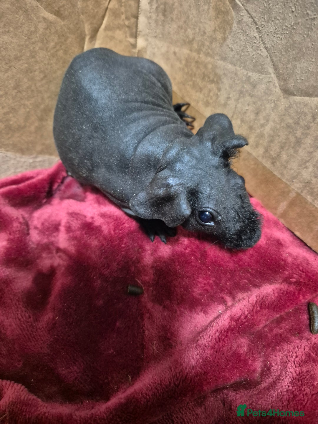 Guinea Pig rodents for sale: Pair of Female Skinny Pigs For Sale  - Advert 6