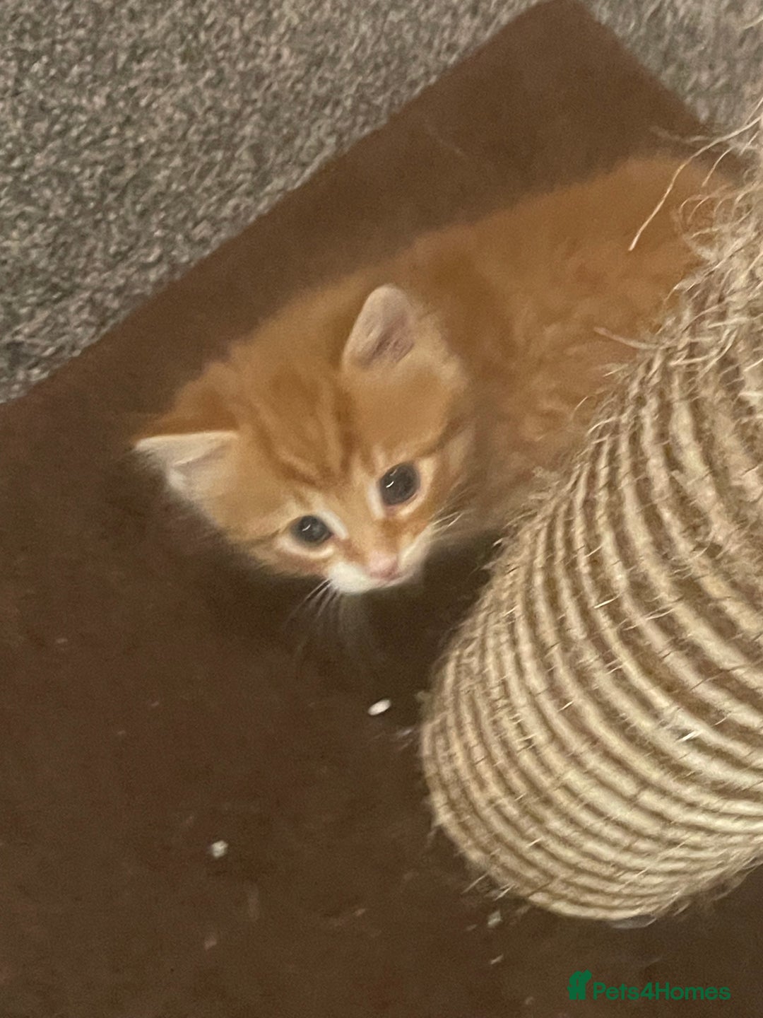 British Longhair cats for sale: Ginger kitten  - Advert 5