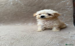 Maltipoo dogs for sale: Multipoo  - Image 5
