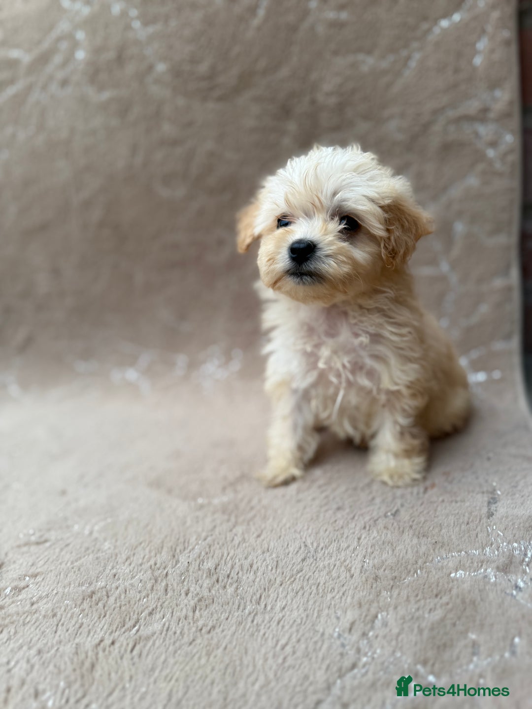 Maltipoo dogs for sale: Multipoo  - Image 5