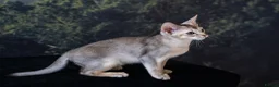Abyssinian cats for sale: Basilio-Silver Abyssinian- Cutest & Ready NOW! - Advert 3