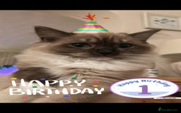 Ragdoll cats for sale: TWO LEFT.*** SEAL MINK SEAL TABBY MINK - Image 8