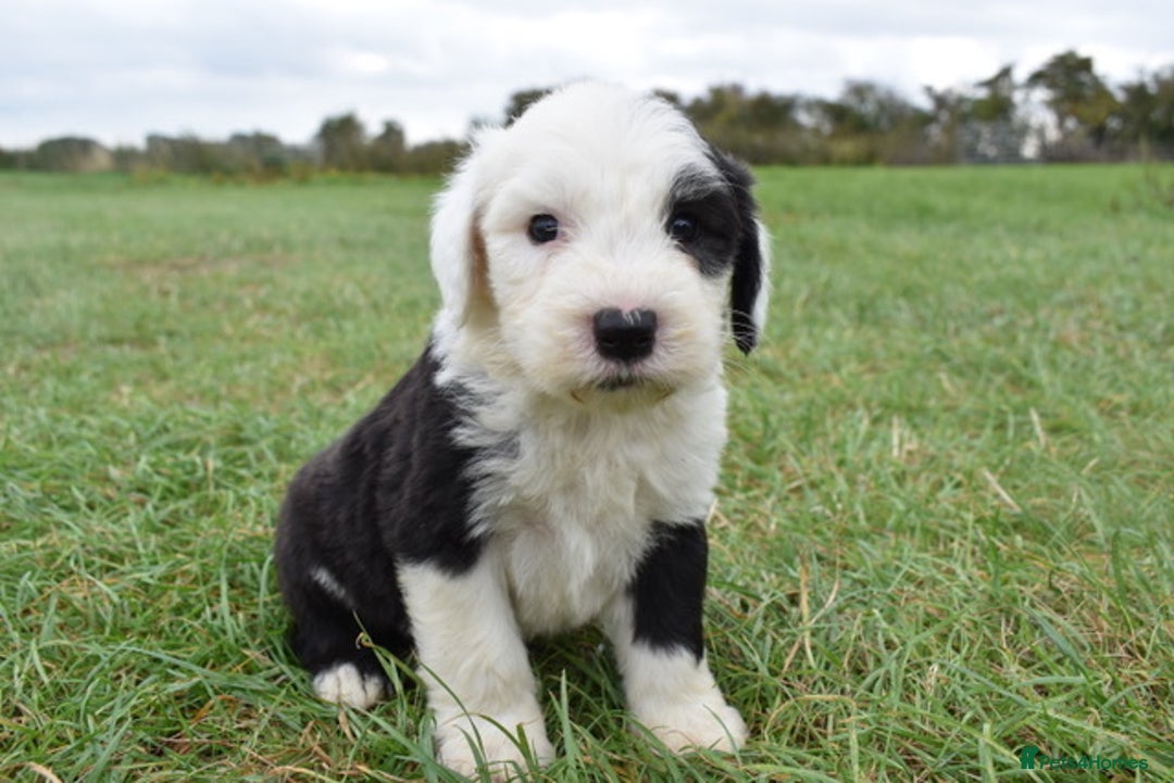 Old English Sheepdog dogs for sale: Stunning Old English Sheepdog Puppies KC Reg - Image 12