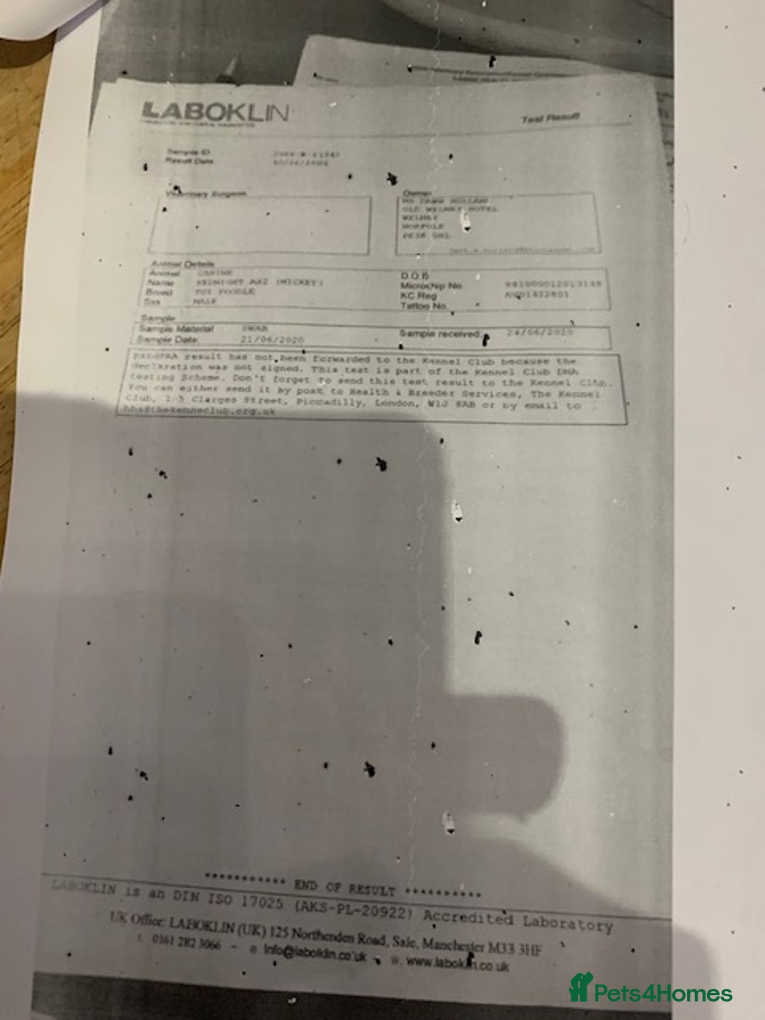 Cockapoo dogs for sale: beautifull fib cockerpoos  - Advert 12