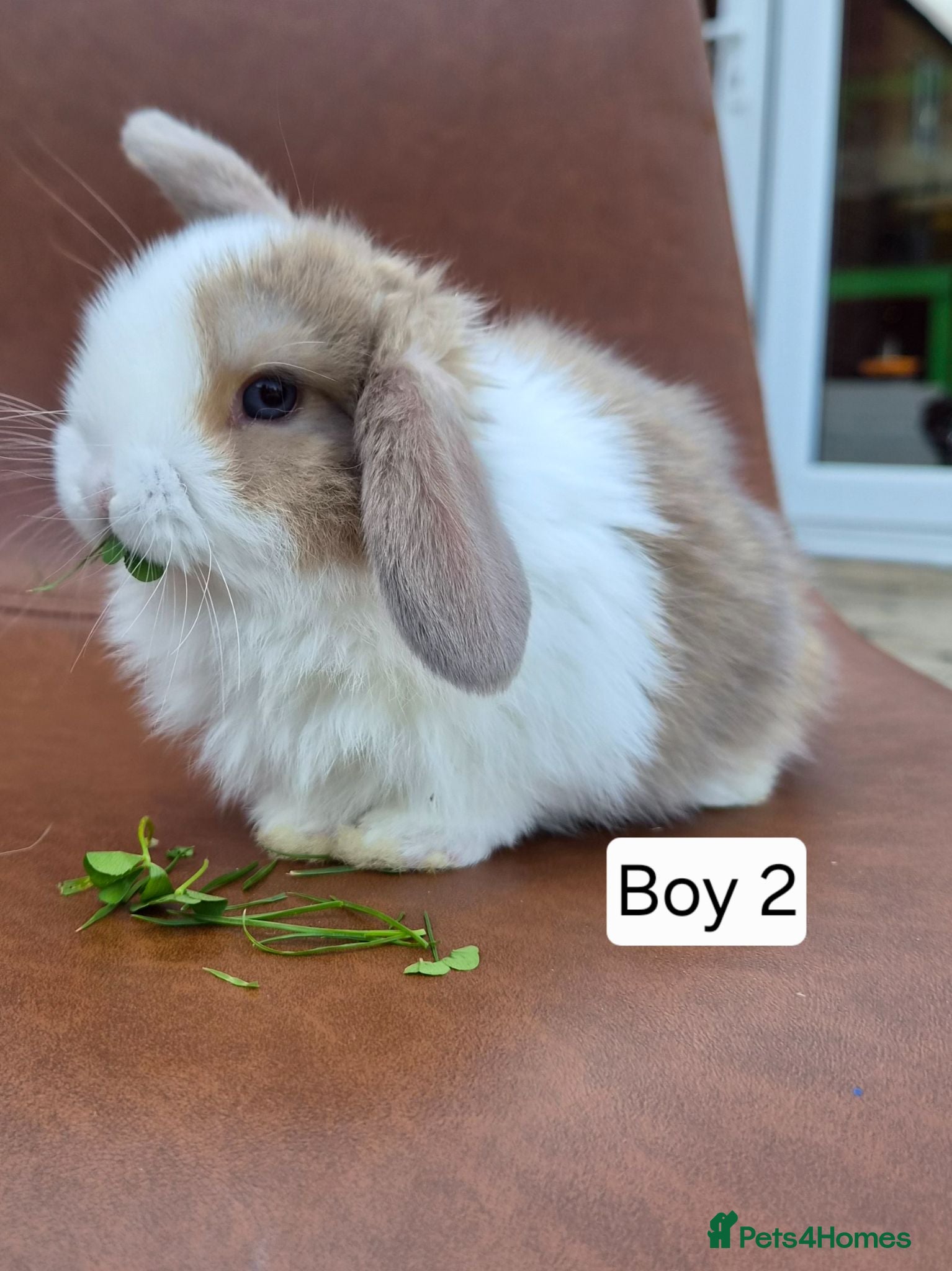 Mini Lop rabbits Beautiful mini lop boy - Advert 1