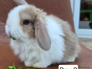 Mini Lop rabbits Beautiful mini lop boy - Advert 1