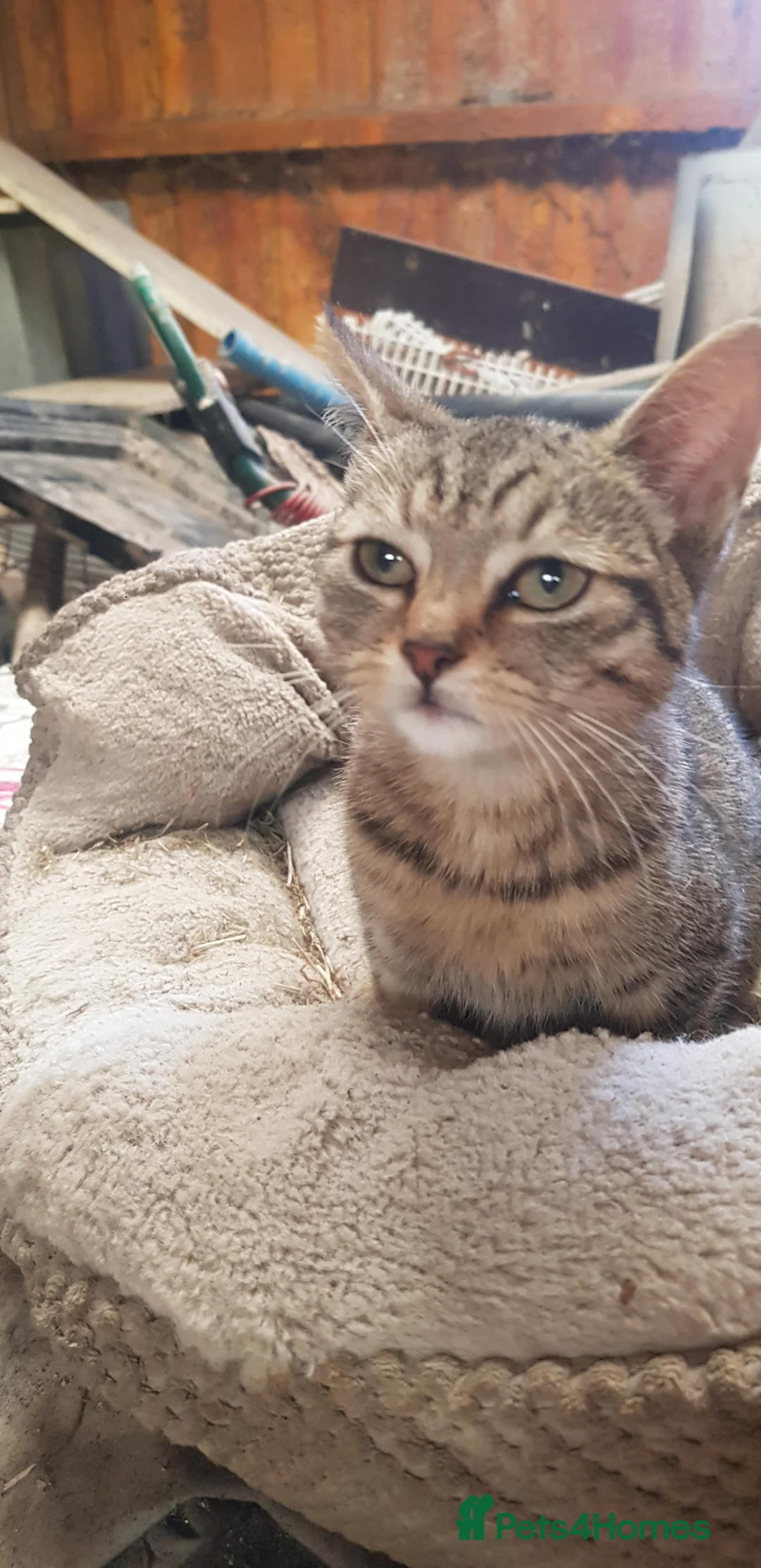 Mixed Breed cats for sale: 2 female tabby kittens  - Advert 1