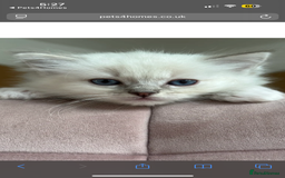 Ragdoll cats for sale: Gorgeous Rare White boy and blue mitted boy  - Image 9