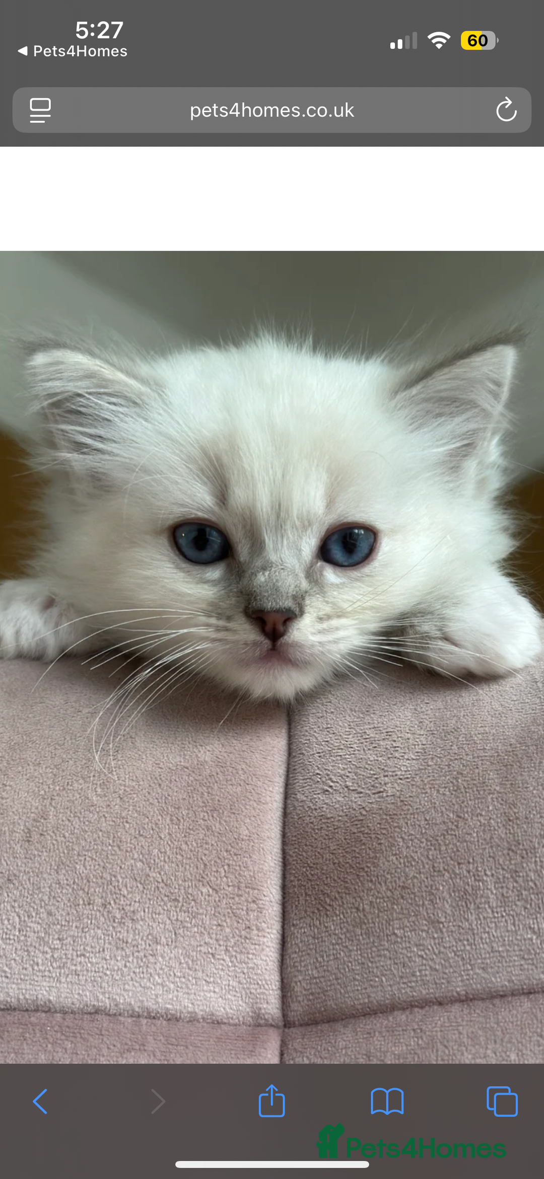 Ragdoll cats for sale: Gorgeous Rare White boy and blue mitted boy  - Image 9
