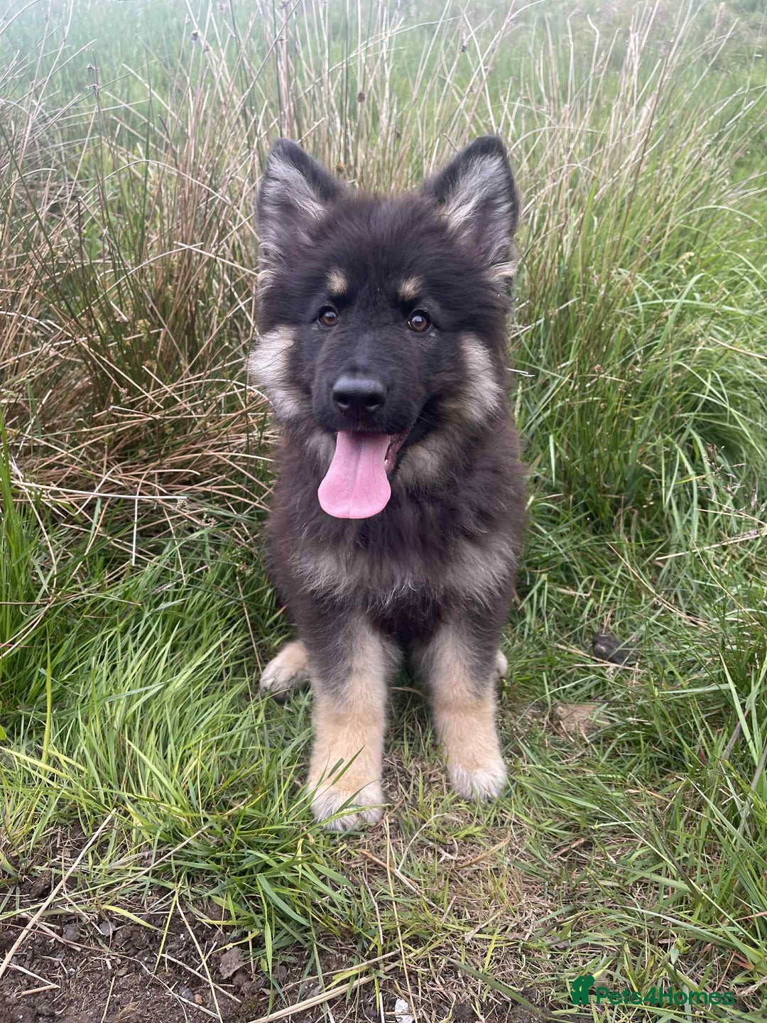 German Shepherd dogs for sale: 14 week old German Shepard  - Image 2