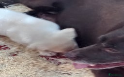 Labrador Retriever dogs for sale: Gorgeous female puppy Daisy May ready now. - Image 5