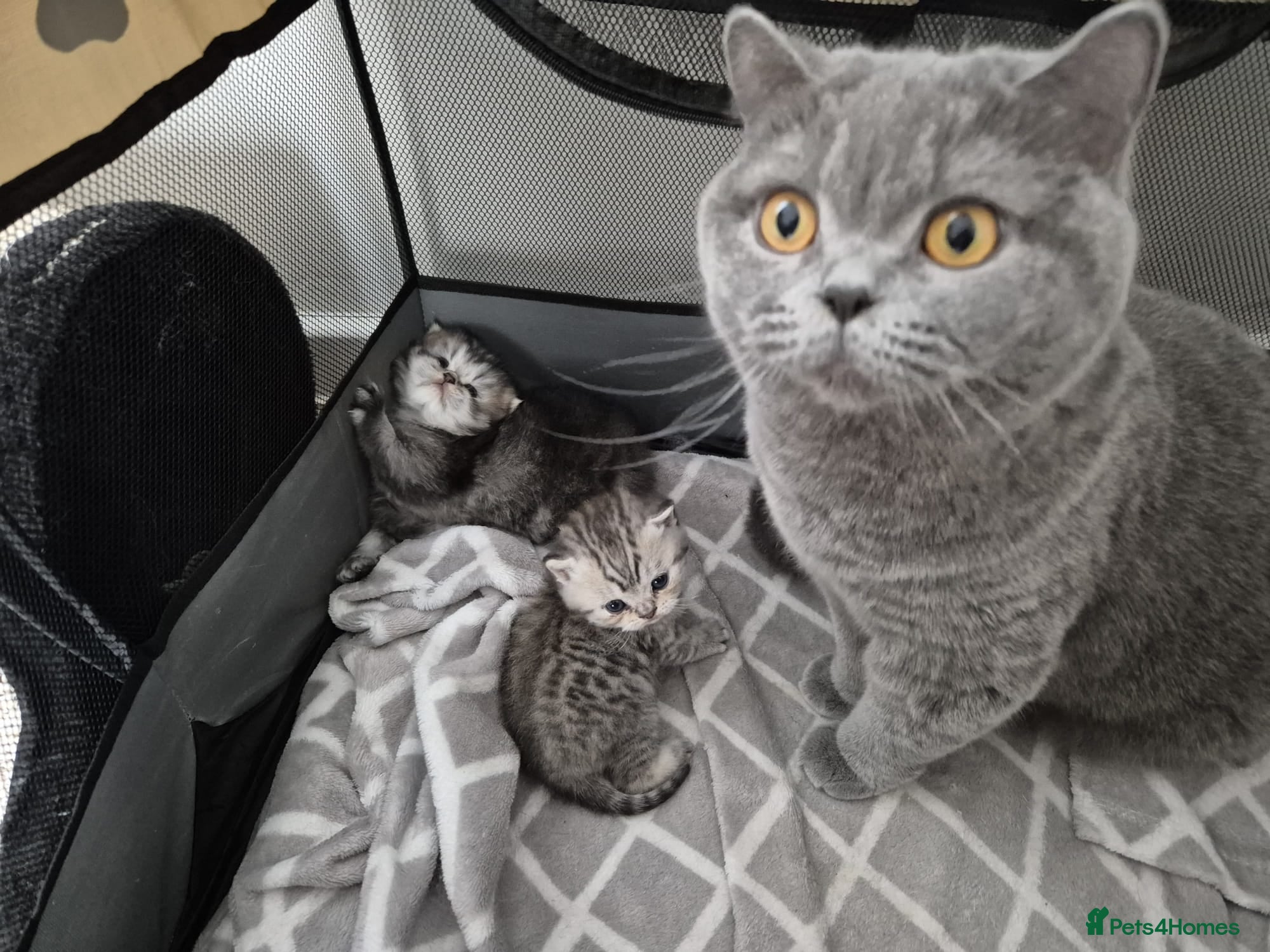 British Shorthair cats British kittens for sale - Advert 1