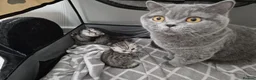 British Shorthair cats for sale: British kittens for sale in Hull - Advert 1