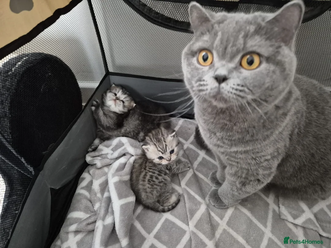 British Shorthair cats for sale: British kittens for sale in Hull - Advert 1