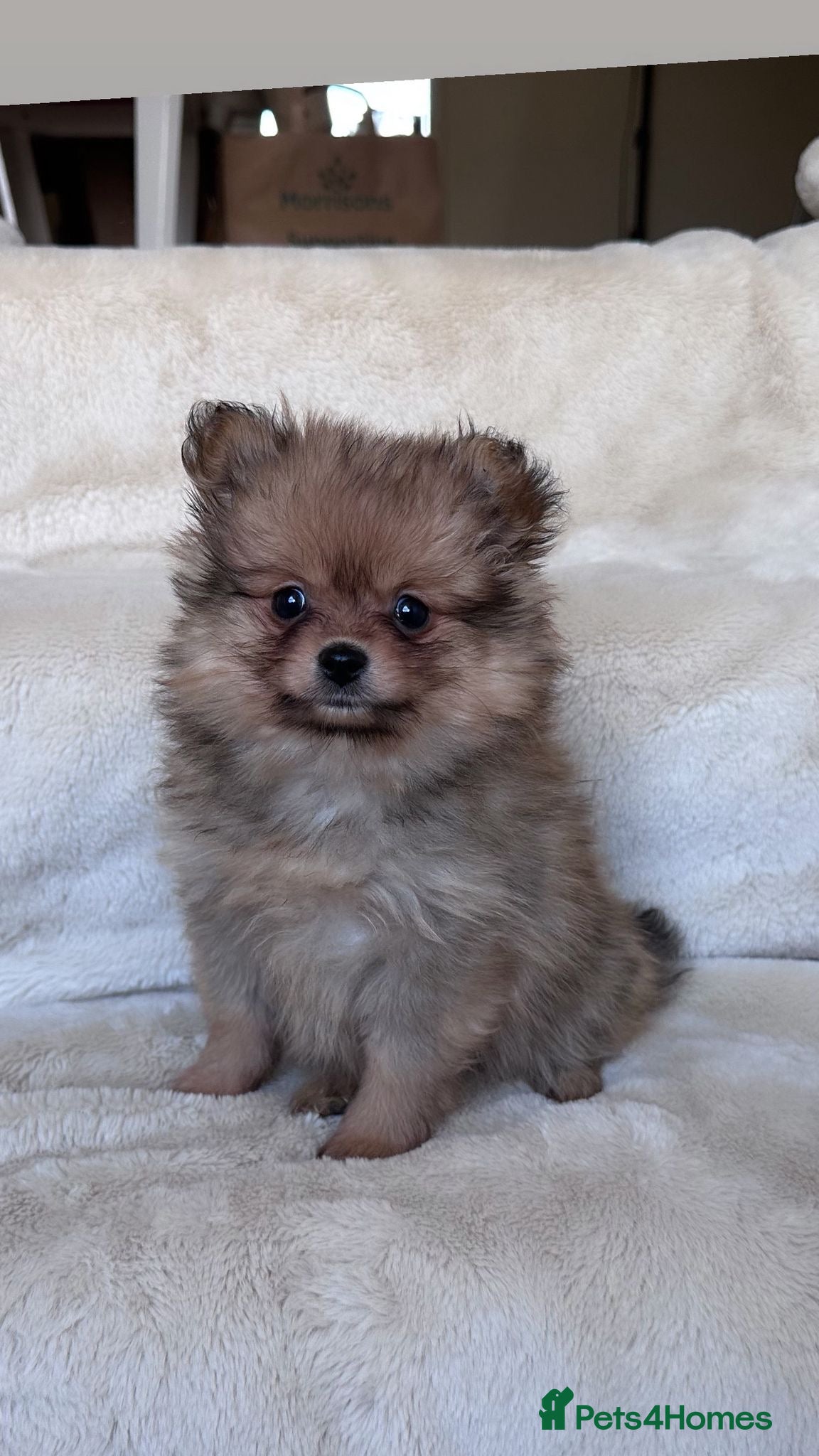 Pomeranian dogs RUSSIAN CHAMPION KC FEMALE POMERANIAN  - Advert 13