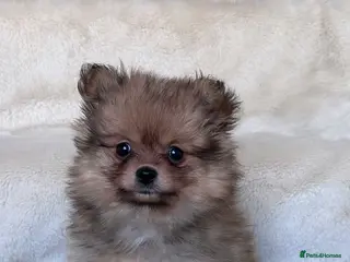 Pomeranian dogs RUSSIAN CHAMPION KC FEMALE POMERANIAN - Advert 11