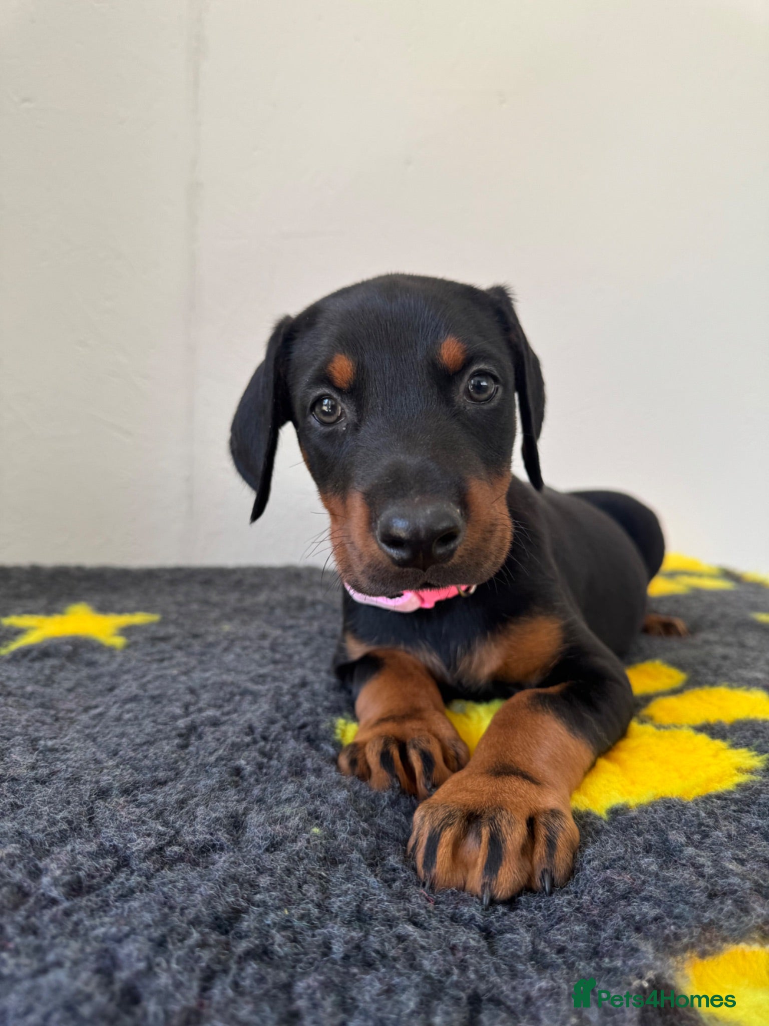 Dobermann dogs Quality European Dobermanns - 1 Female Remaining - Advert 1