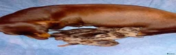 Dachshund dogs for sale: PRA CLEAR DACHSHUND - Advert 3