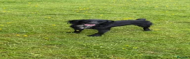 Cocker Spaniel 