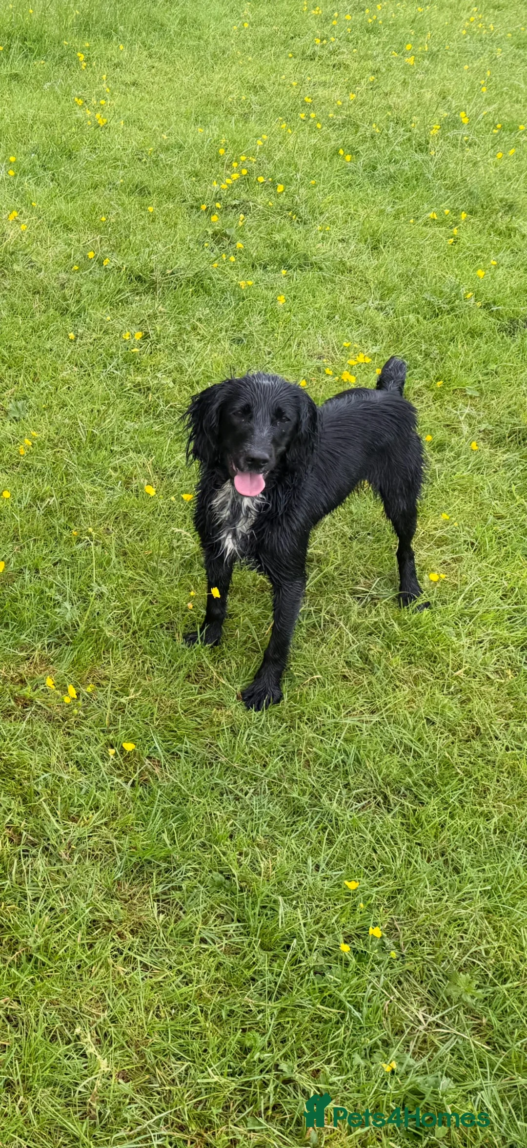 Cocker Spaniel dogs for sale: Cocker spaniel girl - Advert 3