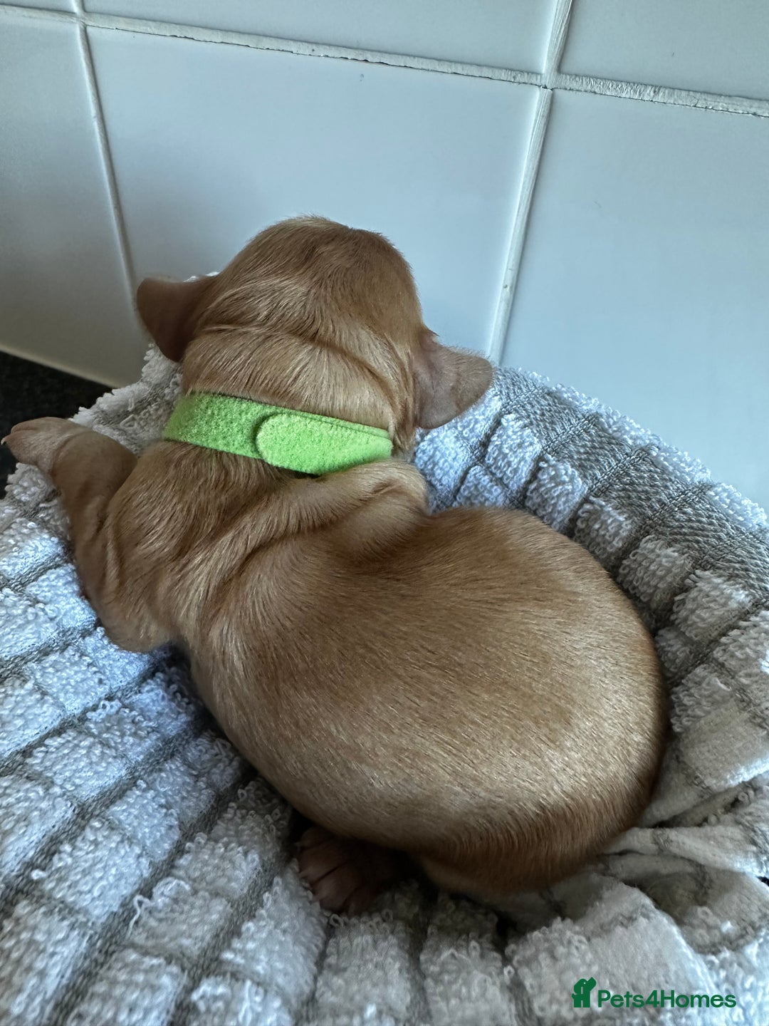 Cockapoo dogs for sale: Red & Apricot Cockapoo puppies  - Advert 12