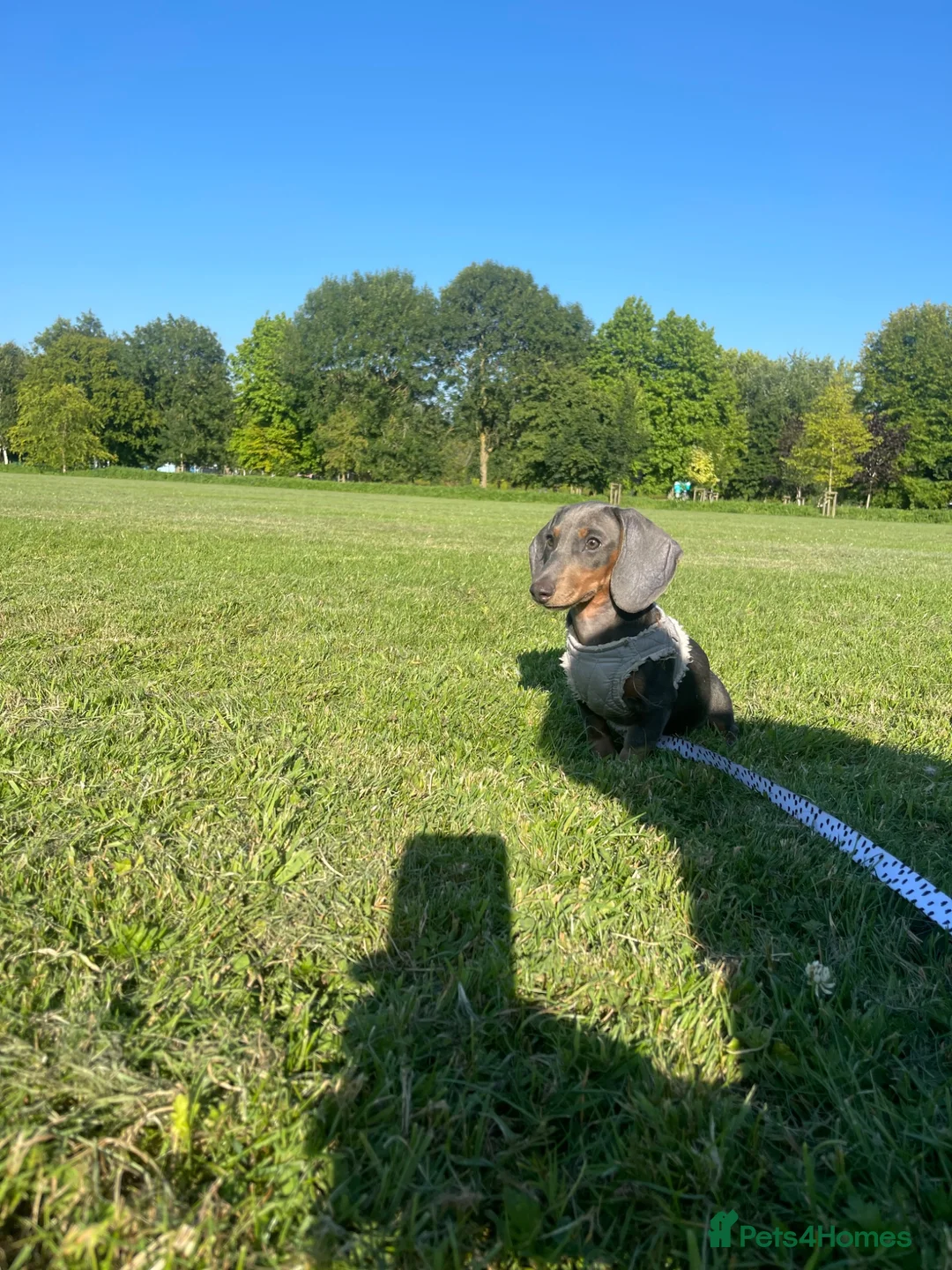 Miniature Dachshund dogs for sale: Blue and Tan Minature Dachshund  - Advert 1