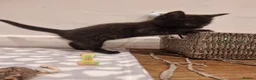 Domestic Shorthair cats for sale: Gorgeous tuxedo and mixed litter - Advert 21