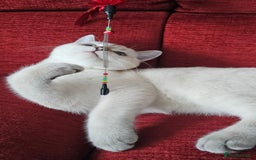 Scottish Fold cats for sale: Pedigree Scottish Folds kittens READY TO LEAVE - Image 6