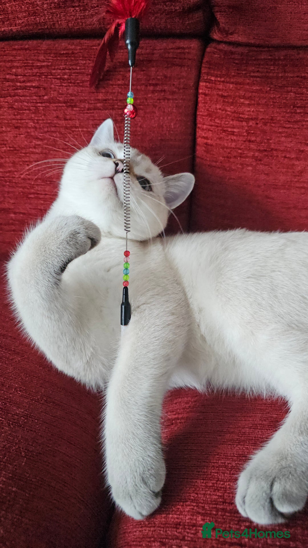 Scottish Fold cats for sale: Pedigree Scottish Folds kittens READY TO LEAVE - Image 6