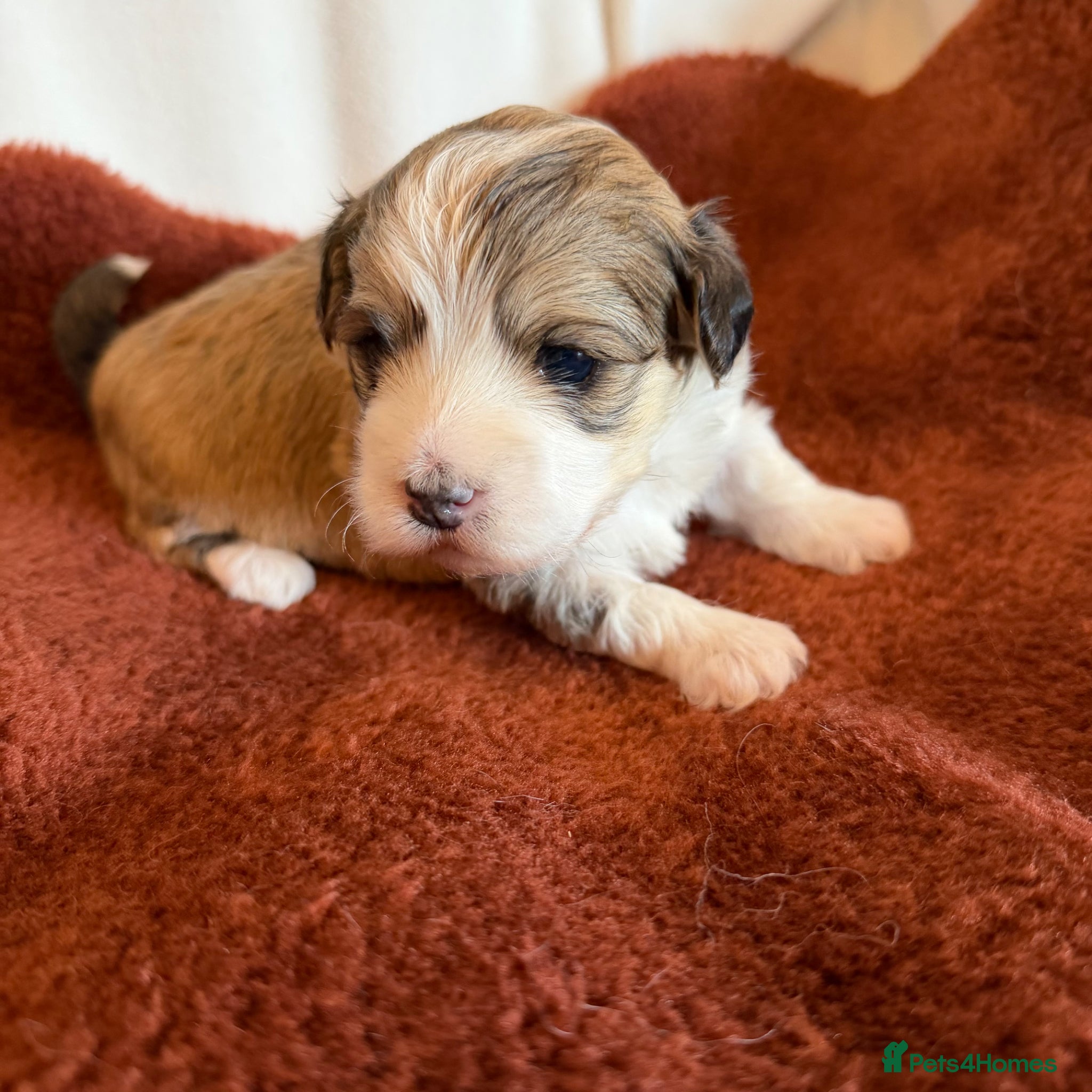 Havanese dogs Pure KC Havanese from 5 star licensed breeder  - Advert 2
