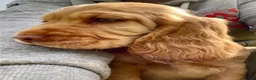 Cocker Spaniel dogs for sale: Stunning Cocker Spaniel Puppies  - Advert 19