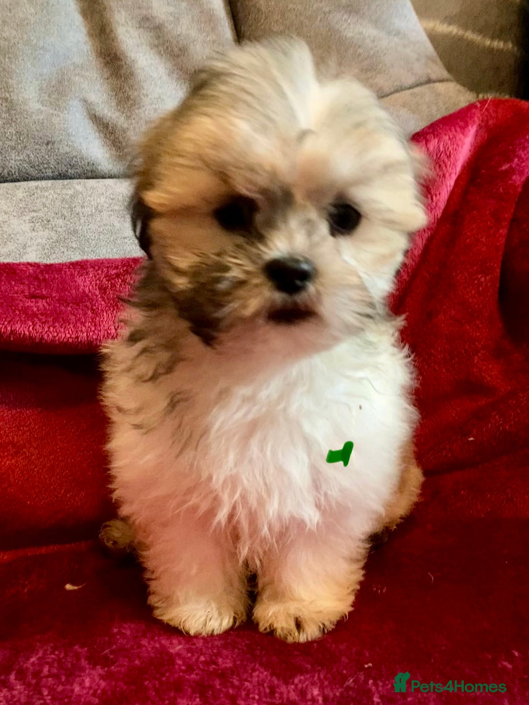 Lhasa Apso dogs for sale: Lhasa Apso Puppies 🐶  - Image 6