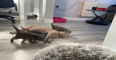 British Shorthair cats - Advert 4