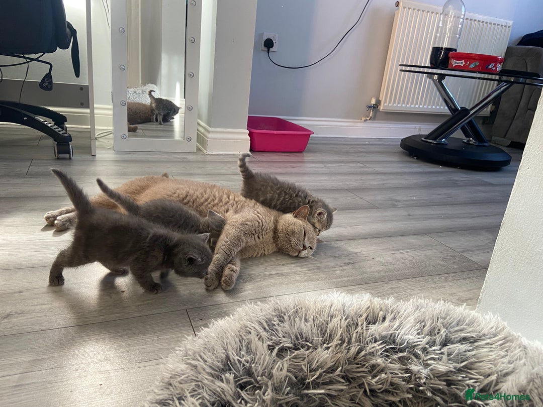 British Shorthair cats for sale: 🌟 Adorable Kittens 🌟 - Image 3